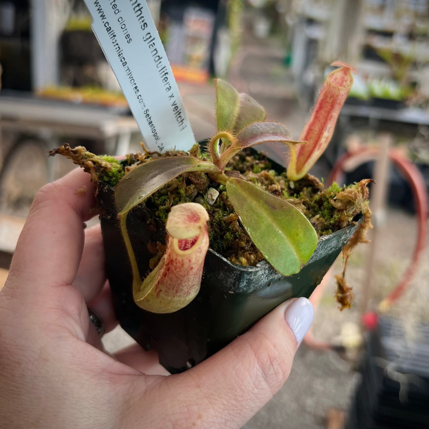 Nepenthes glandulifera x veitchii Potted