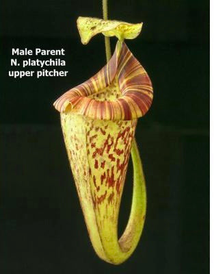 Nepenthes ( veitchii x lowii ) x platychila Potted