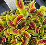 Dionaea sawtooth