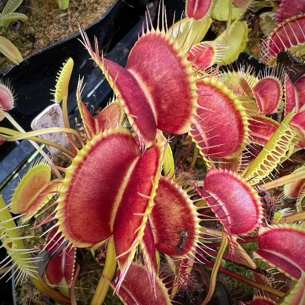 Dionaea seed grown flytrap