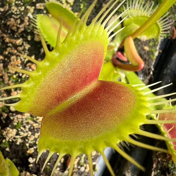 Dionaea m. 'DC-XL' Potted