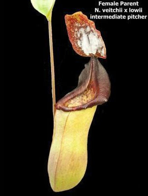 Nepenthes ( veitchii x lowii ) x platychila Potted