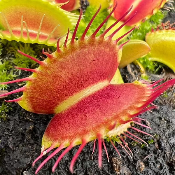 Dionaea Colorado Hardy