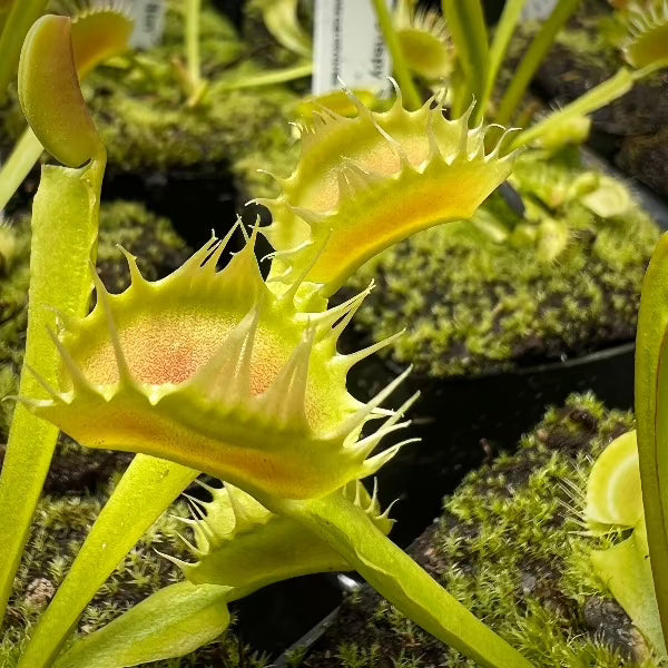 Dionaea Crispy Sun