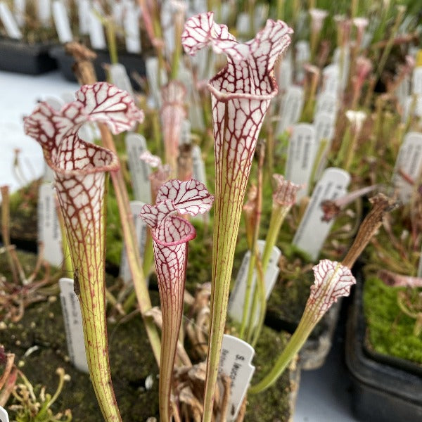 Biancalani 花瓶☆SALE Sarracenia leucophylla “Albino” x flava “Brunswick Albino” seeds
