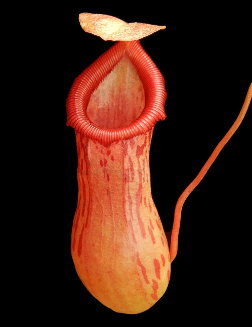 Nepenthes ventricosa x burkei Potted