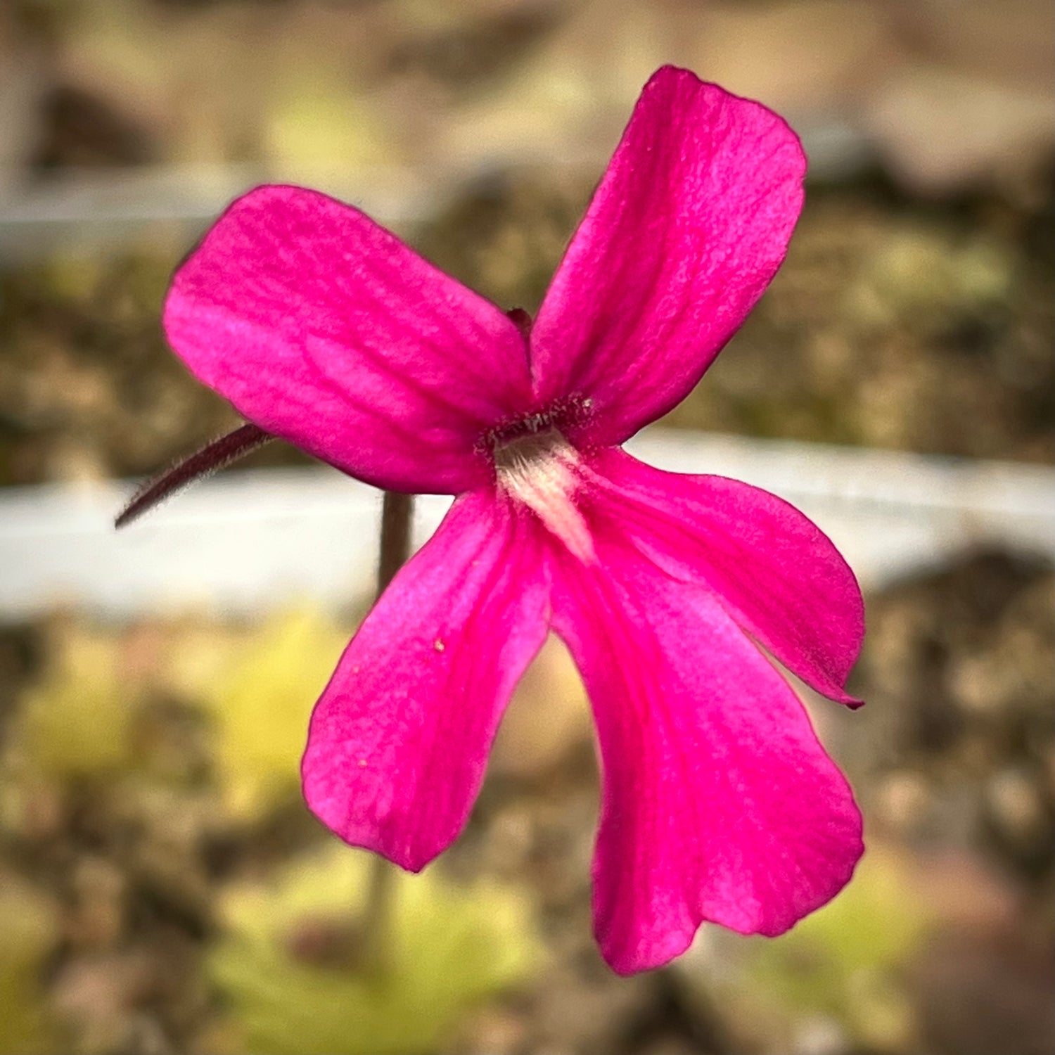Pinguicula x ”Cherry Bomb” BARE ROOT