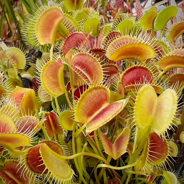 Dionaea Spider