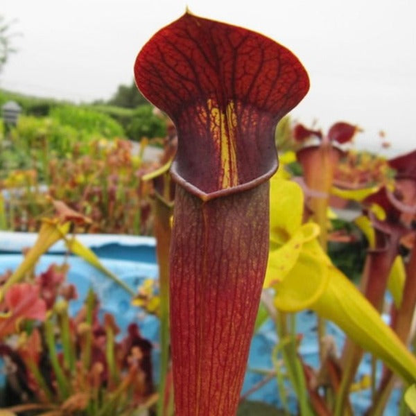 Sarracenia alata ‘Night’ Potted