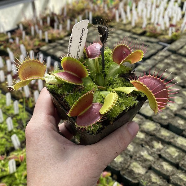 Dionaea Southwest Giant