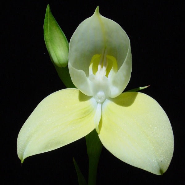 Disa uniflora “yellow flower”