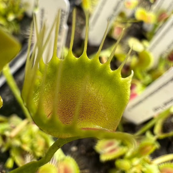 Dionaea funnel trap