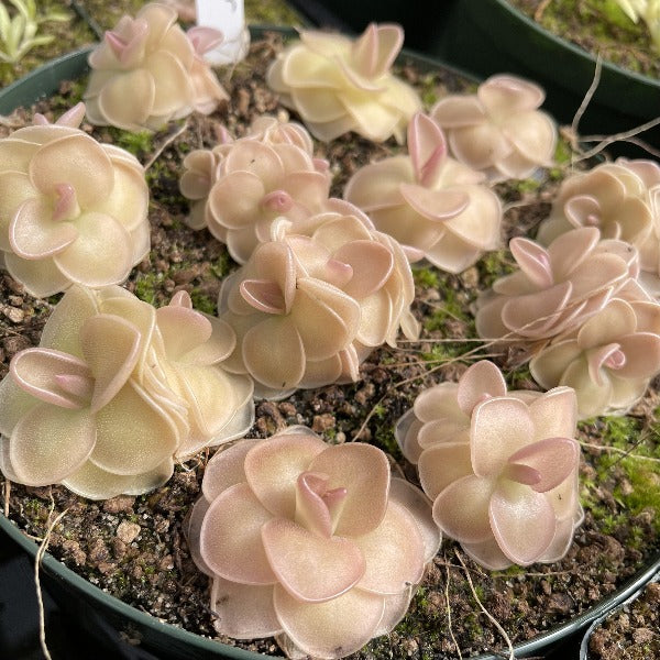 Pinguicula x 'Weser' BARE ROOT
