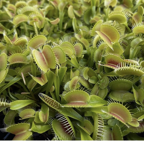 Dionaea Venus Flytrap