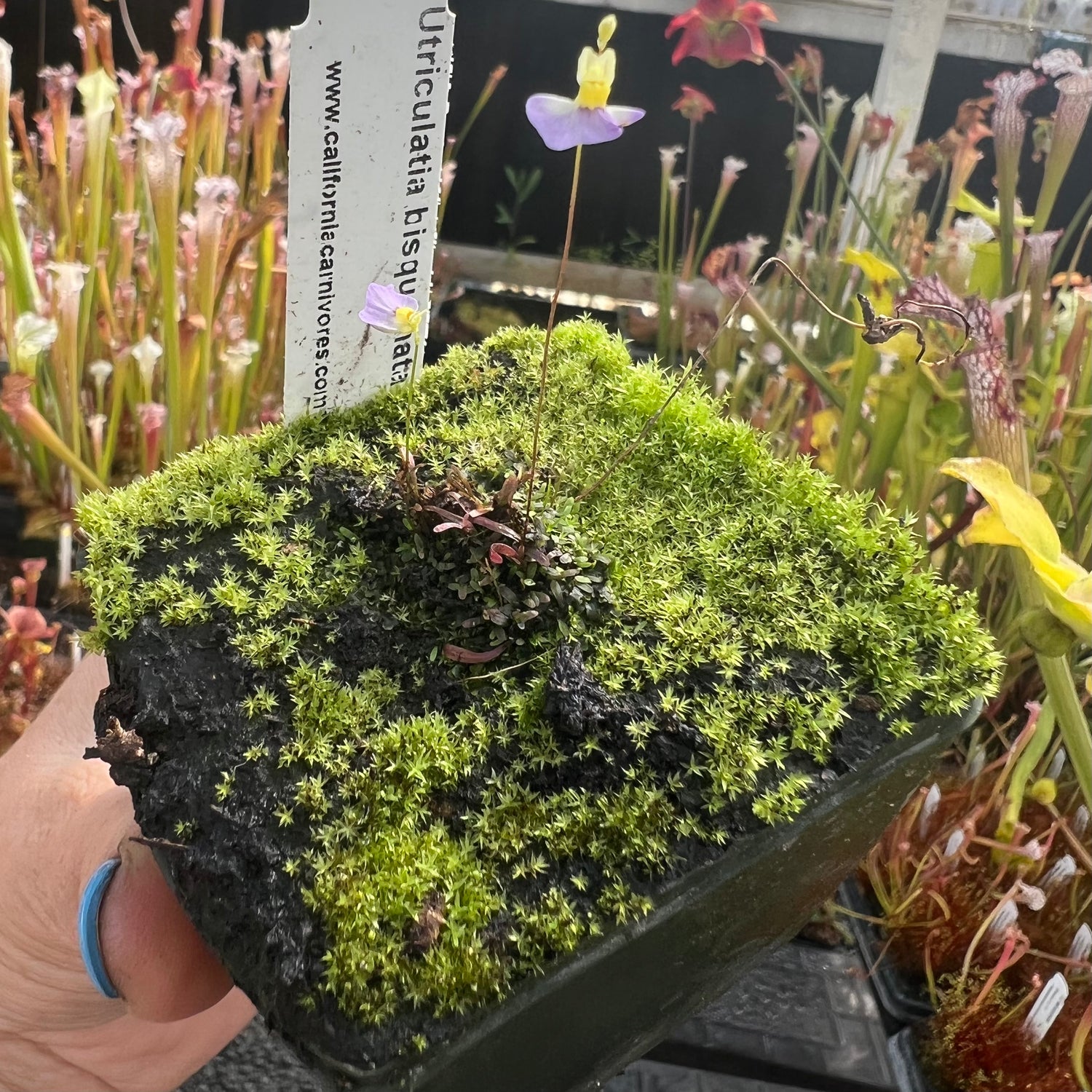 Utricularia bisquamata ‘Betty’s Bay’ Potted