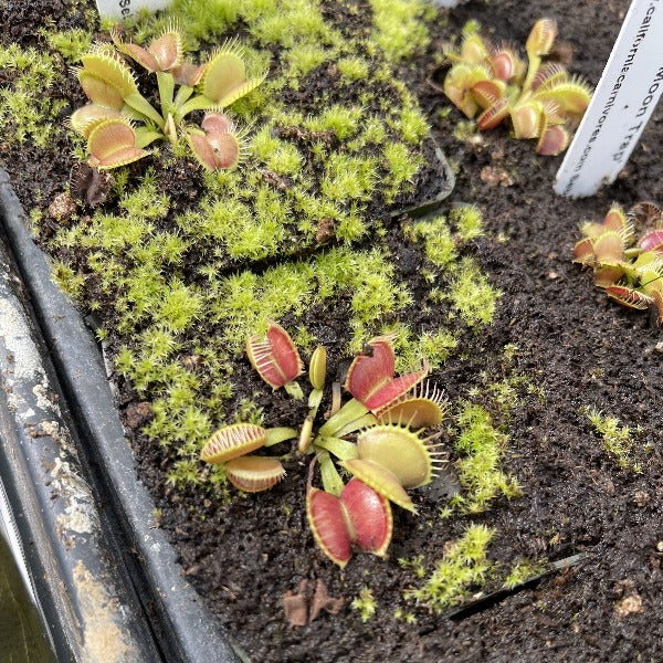 Dionaea Moon Trap