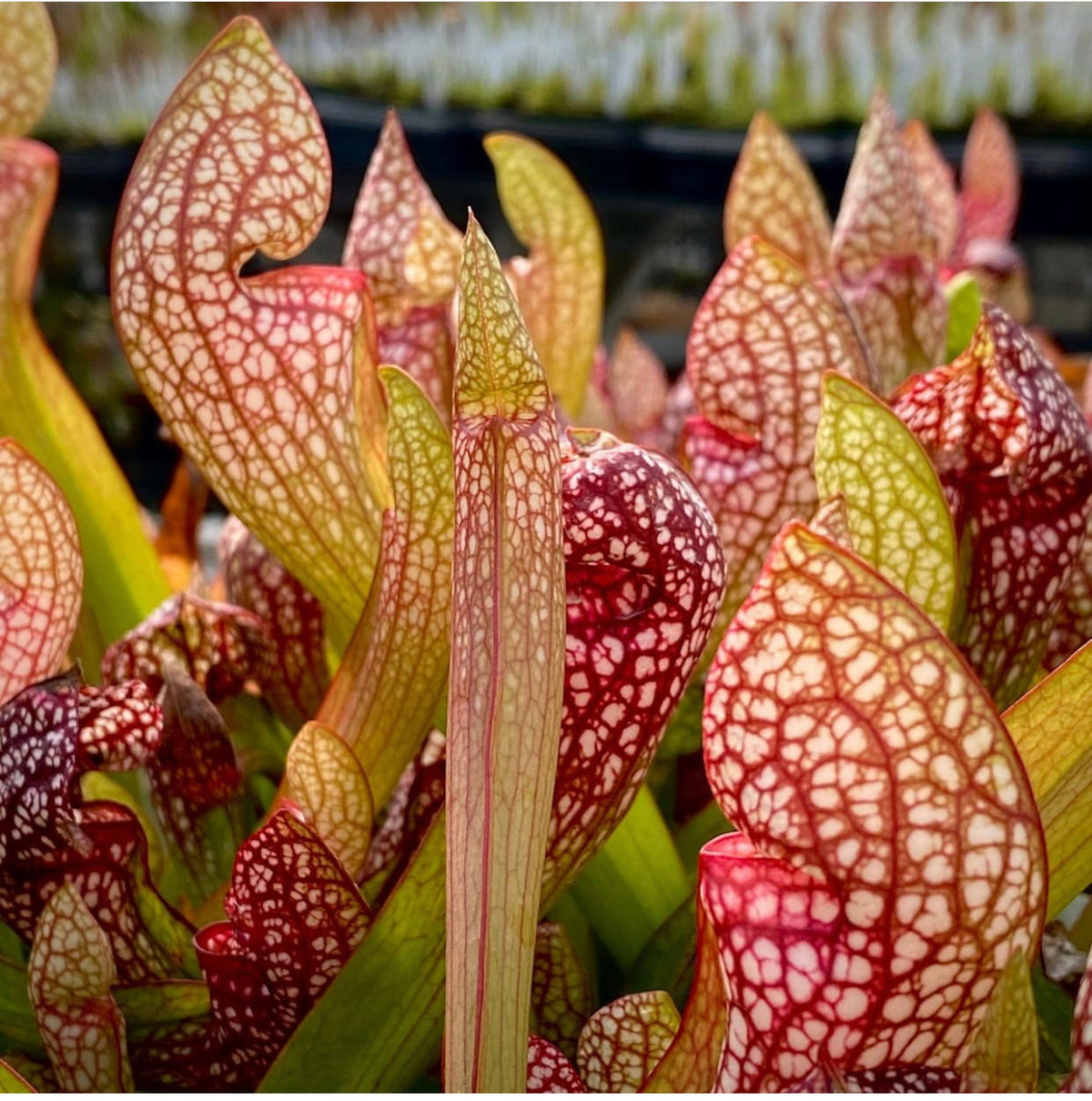 Sarracenia x wrigleyana 'Scarlett Belle' Potted
