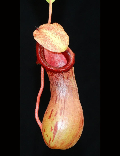 Nepenthes ventricosa x burkei Potted