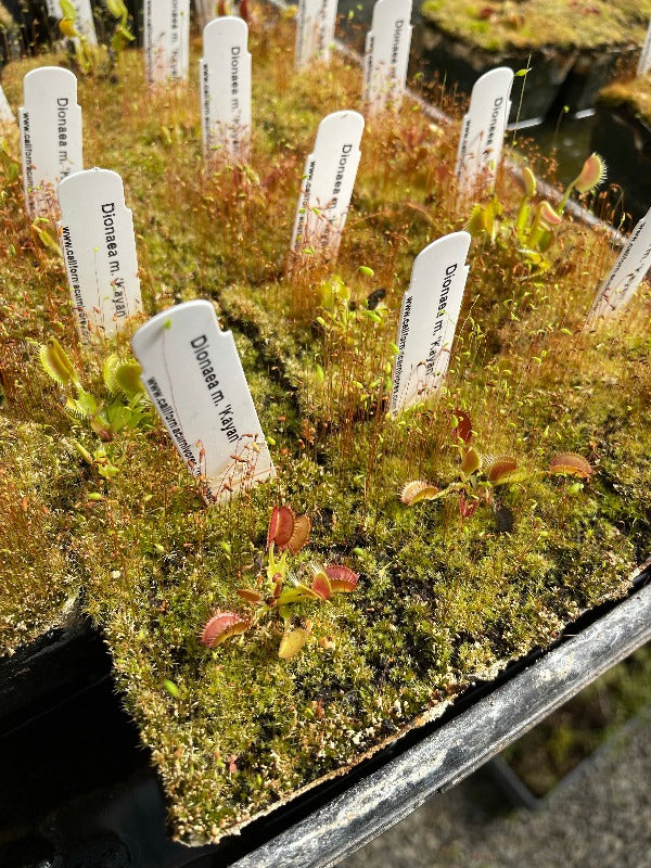 dionaea kayan