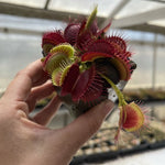 Dionaea Dragons Breath
