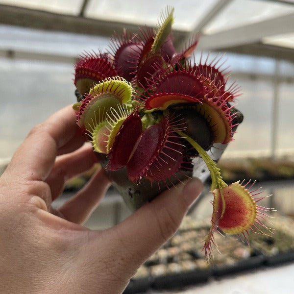 Dionaea Dragons Breath