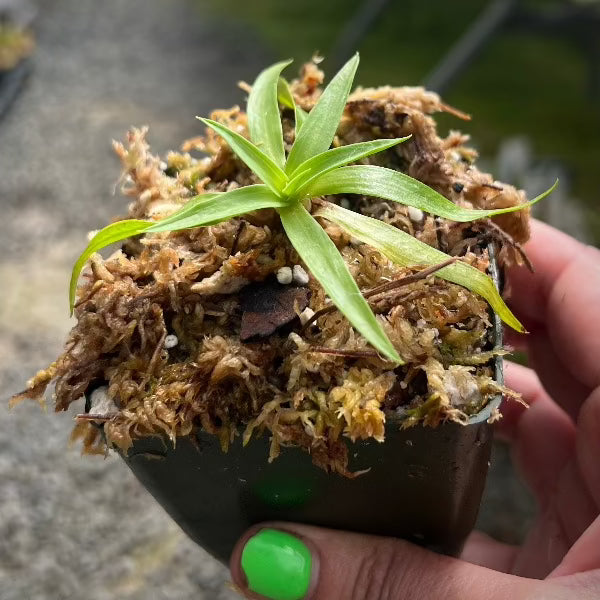 Disa tripetaloidies