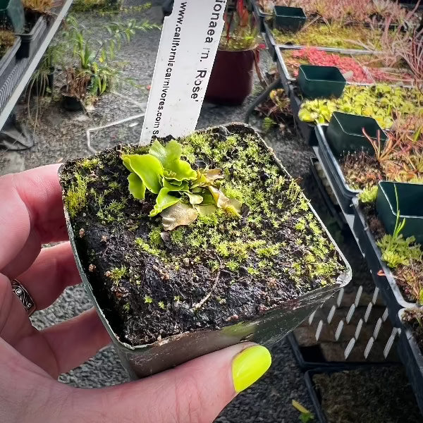 Dionaea GJ Rose