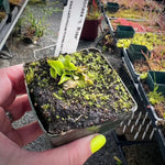 Dionaea GJ Rose