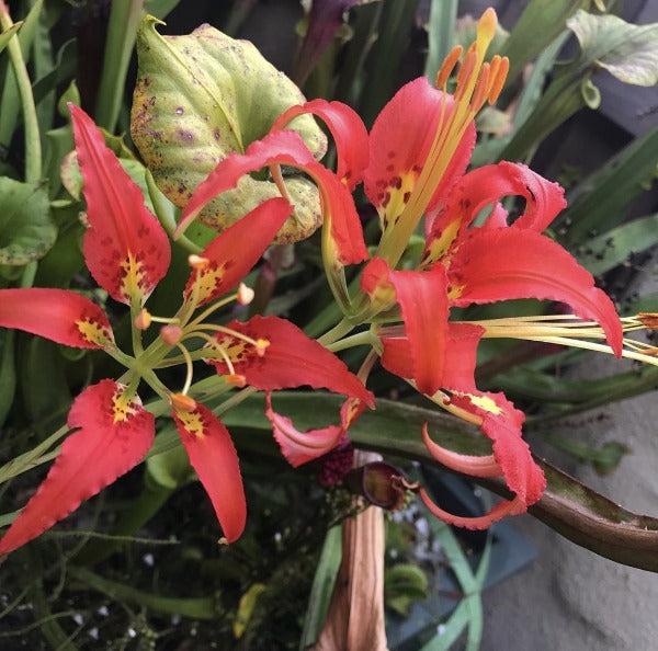 Lilium catesbaei Potted