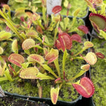 Dionaea m. "Axel's Cup Trap"