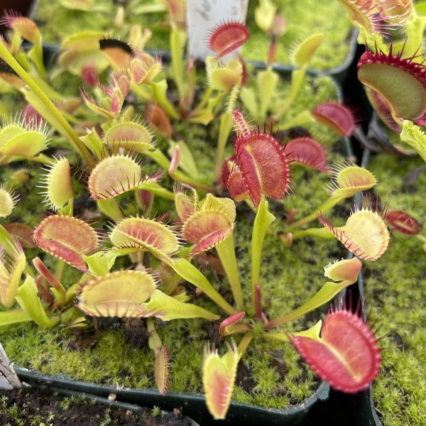 Dionaea m. "Axel's Cup Trap"