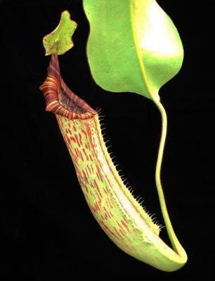Nepenthes ( veitchii x lowii ) x platychila Potted
