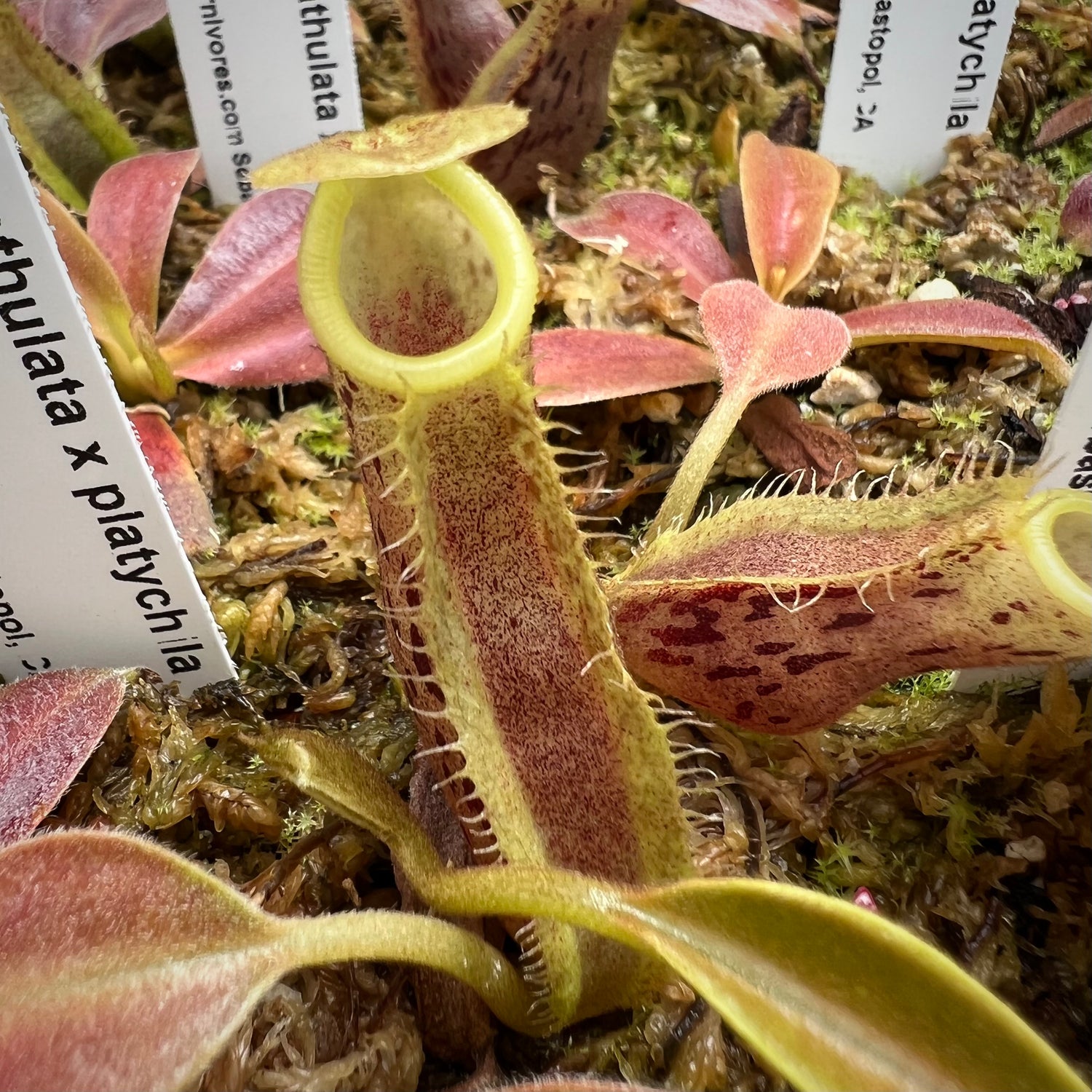 Nepenthes spathulata x platychila Potted