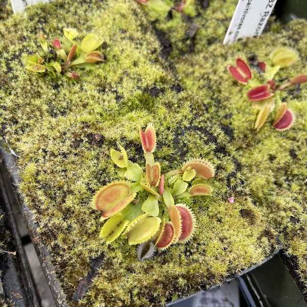 Dionaea m. "BZ Razorback"