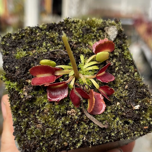 Dionaea PacMan