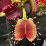 Dionaea Dragons Breath