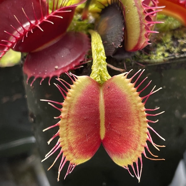 Dionaea Dragons Breath