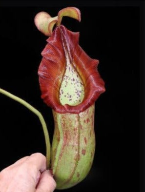 Nepenthes petiolata x veitchii “Bario Striped” Potted