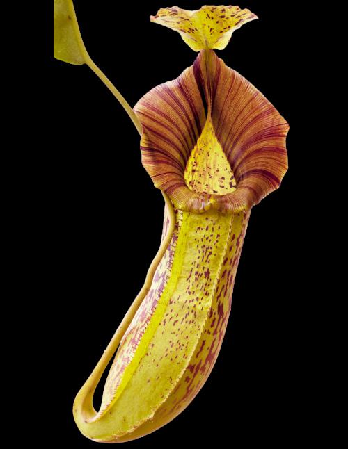 Nepenthes spathulata x platychila Potted