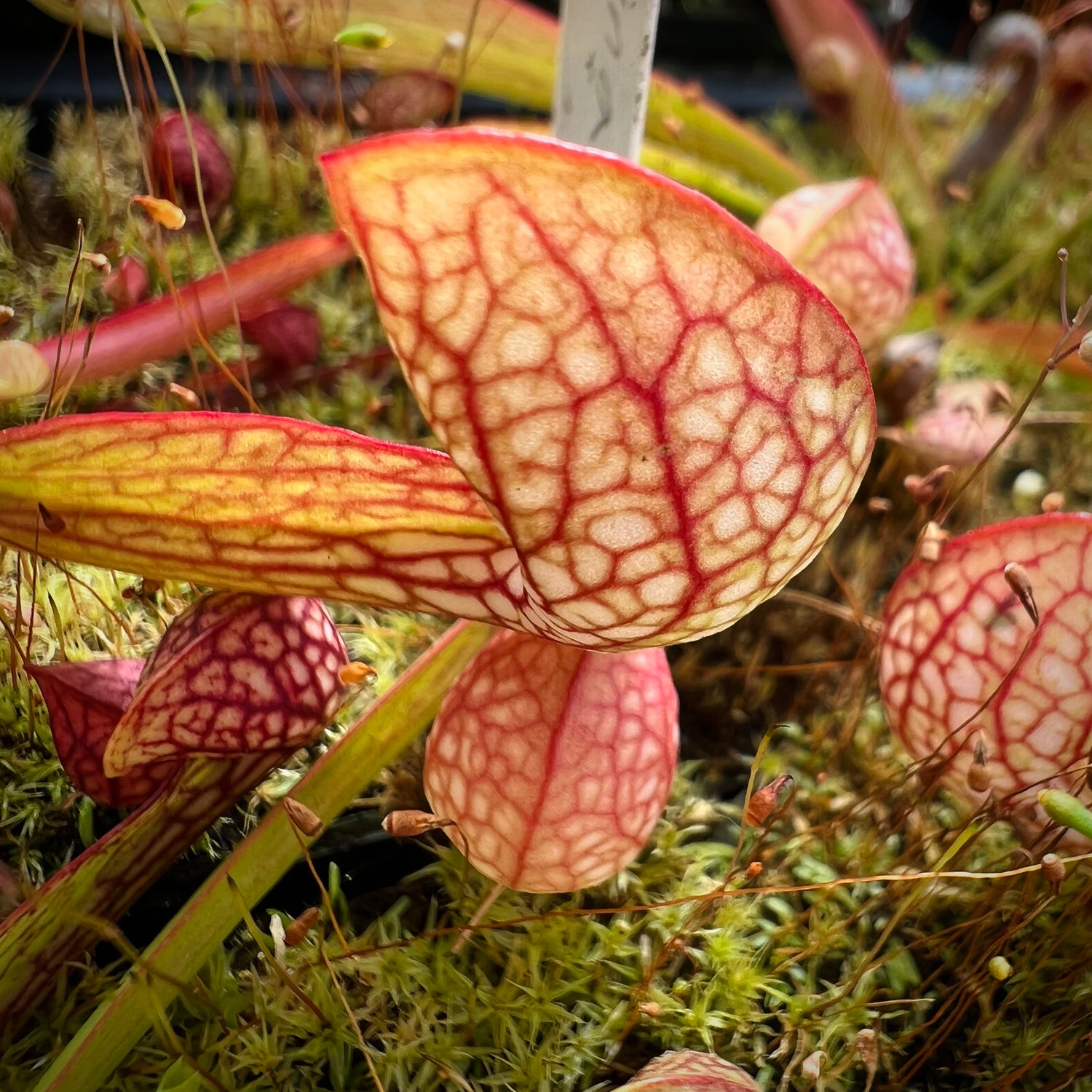 Sarracenia psittacina Potted