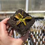 Dionaea alien