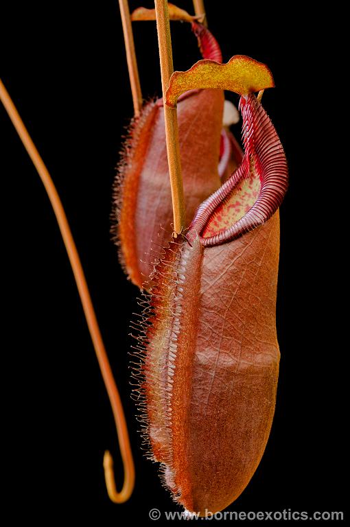 Nepenthes densiflora “Gng Lueser” Potted
