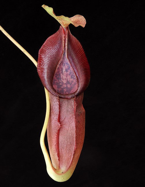 Nepenthes singalana x ovata Potted