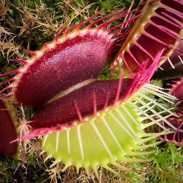 Dionaea Black Pearl