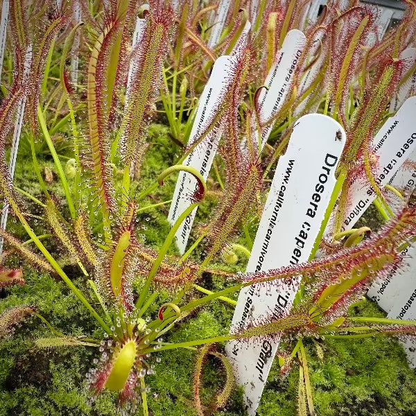 Drosera capensis Diflora Giant Drosera