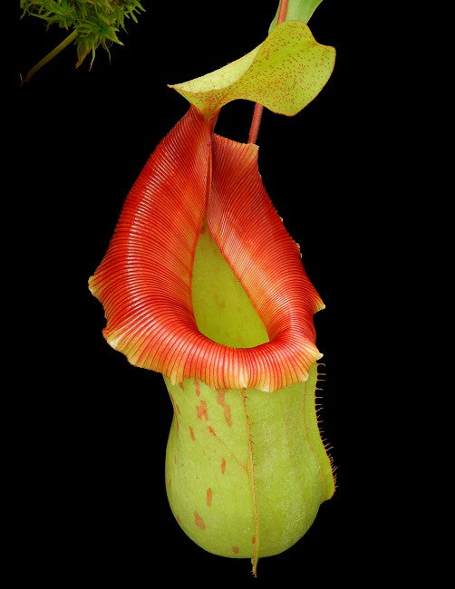 Nepenthes veitchii x ventricosa Potted