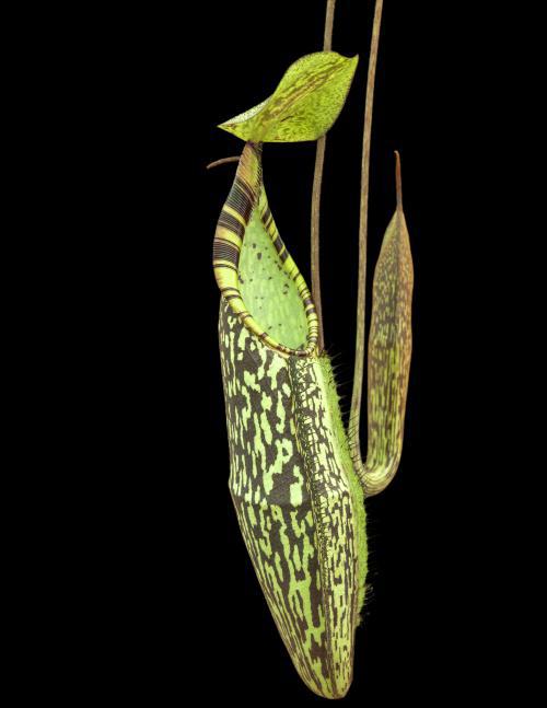 Nepenthes spectabilis "Sibuyatan" Potted
