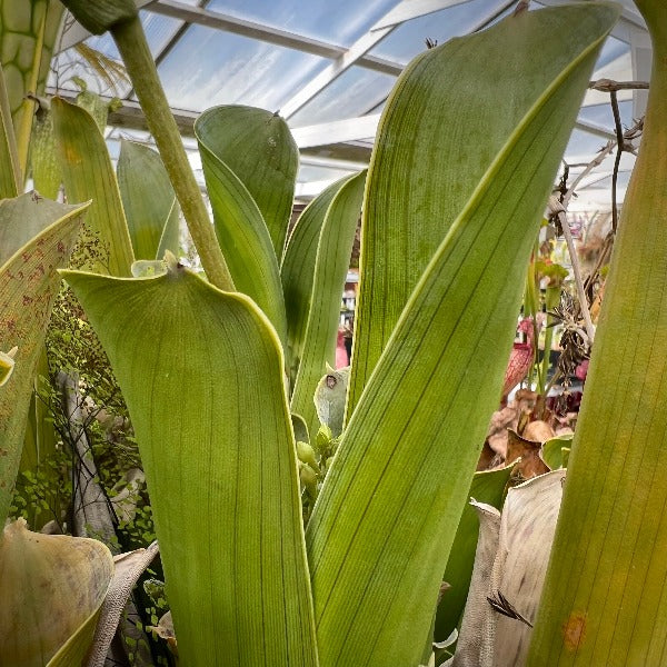 Brocchinia reducta