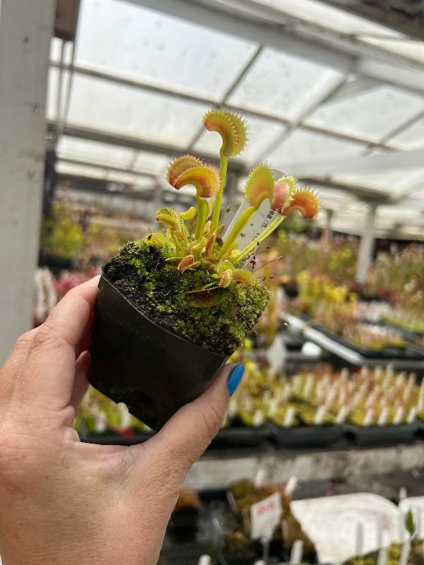 Dionaea Trevs Dracula