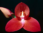 Disa Cape St Francis x Disa Foam